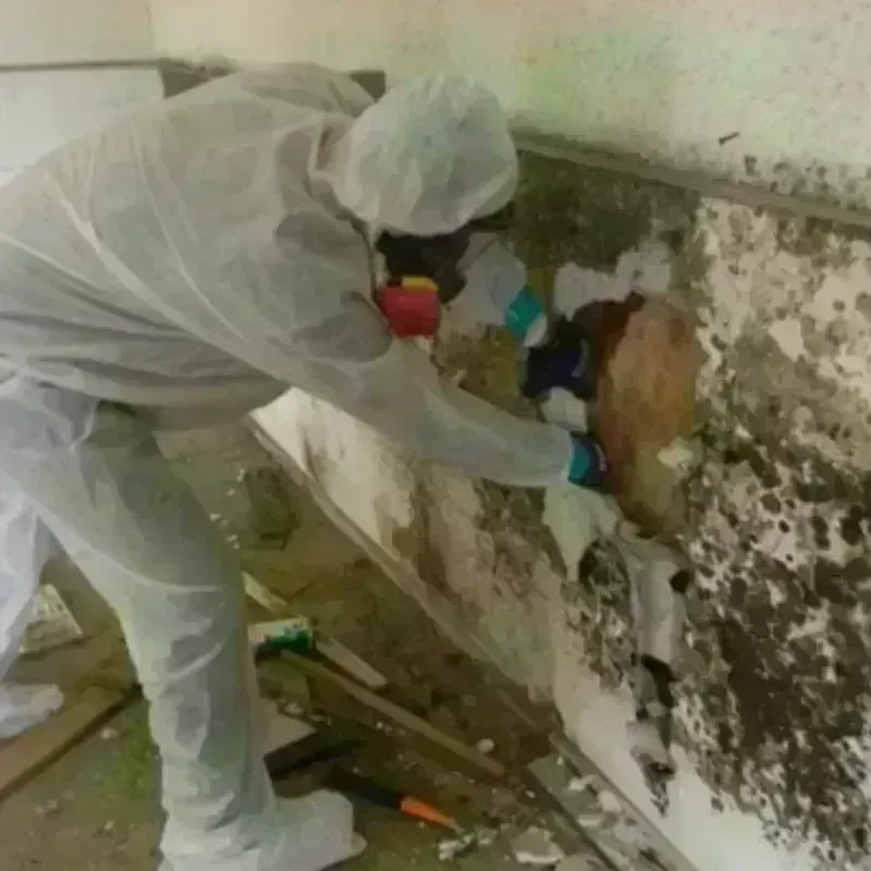 Mold Remediation and Removal in Wilmington, MA